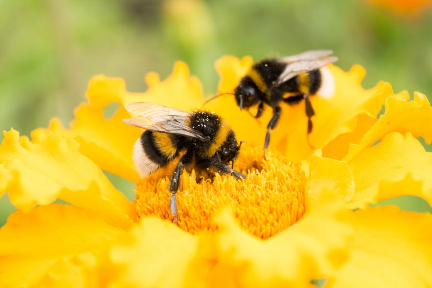 What Bees Like What Food Bee Swarm