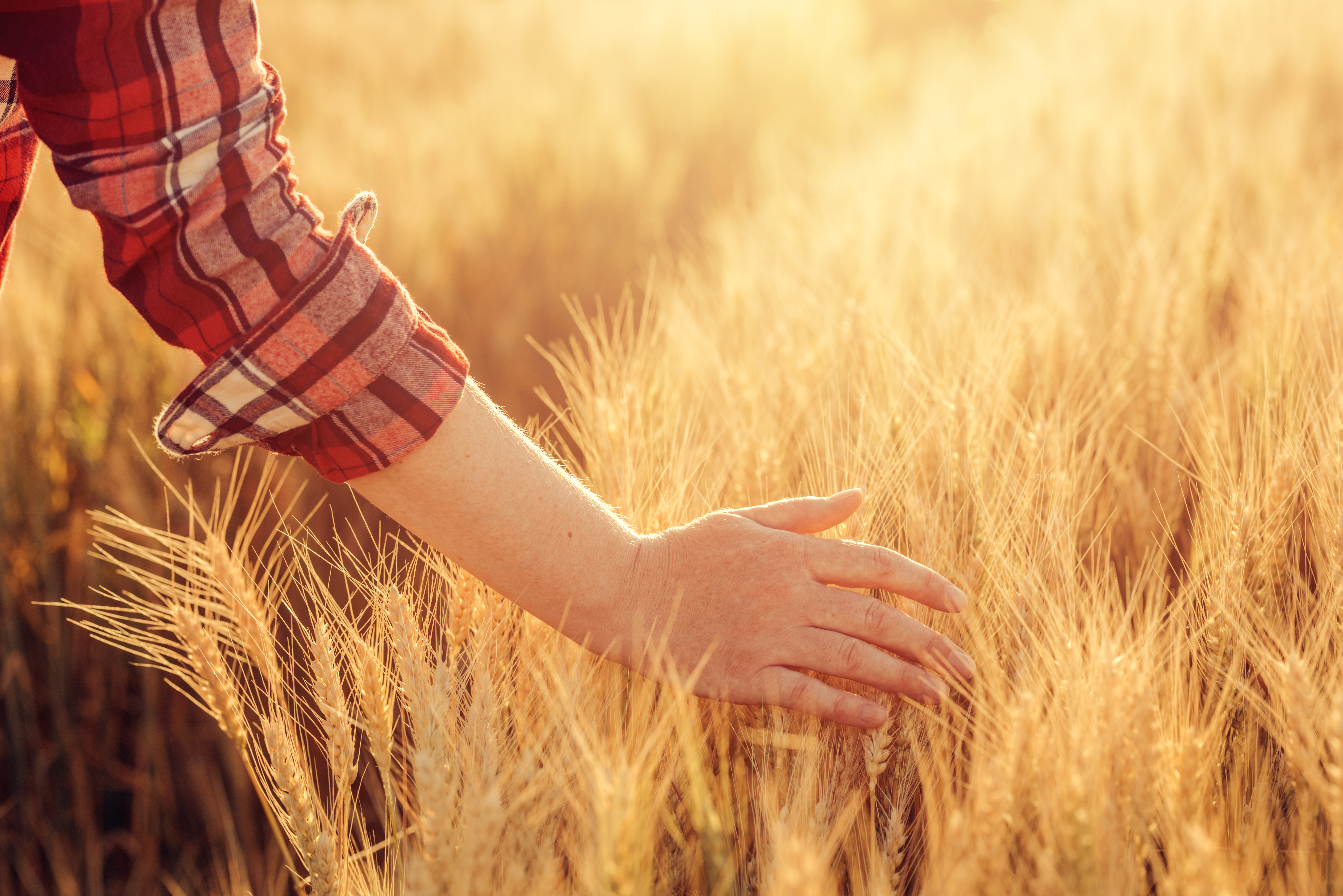 Female farmer touching wheat