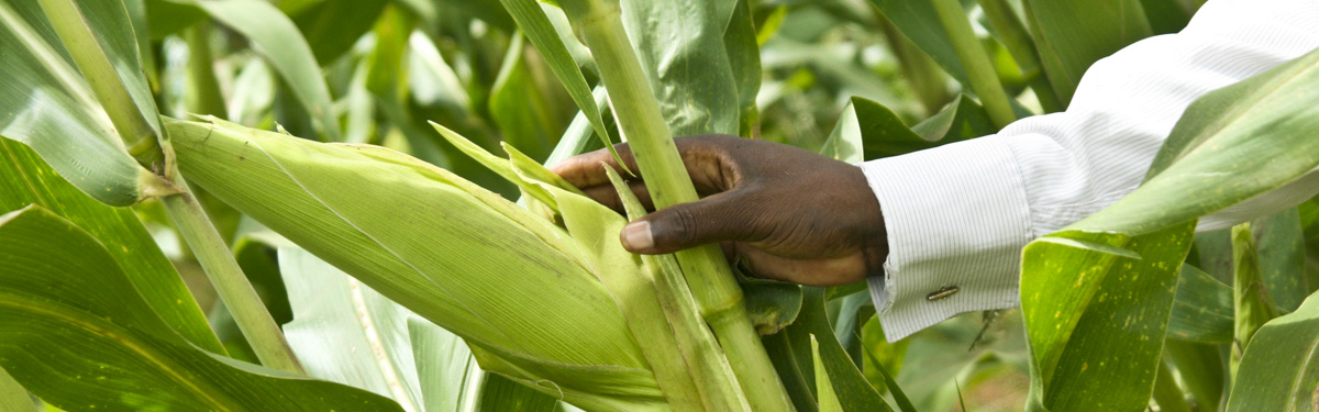 GMOs around the world, corn