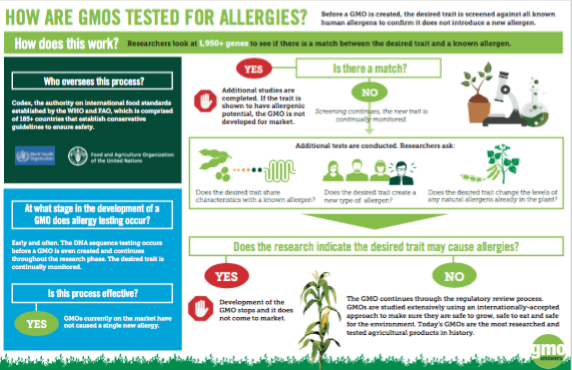 How are GMOs tested for allergies?