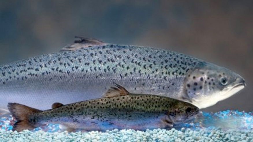 GMO salmon and non-gmo salmon