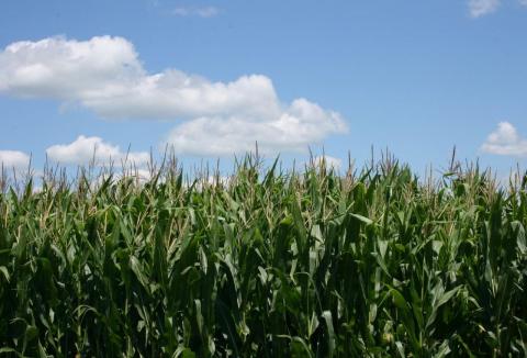 Commodity Crops Corn GMO Answers