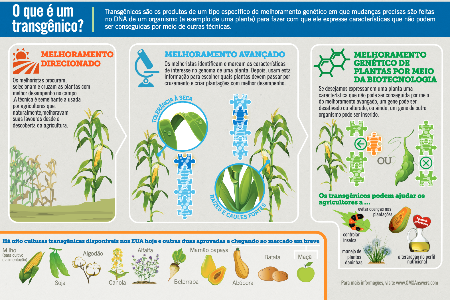Infographic - What Is A GMO