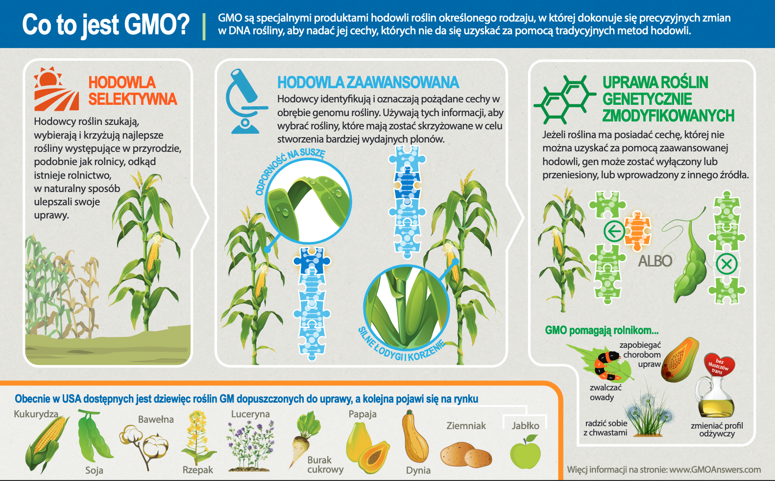 Infographic - What is a GMO