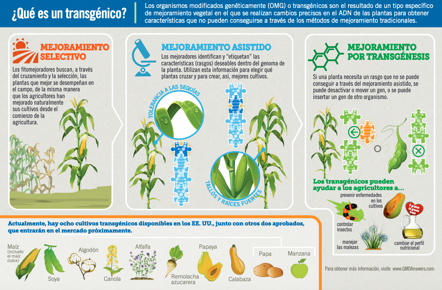Infographic What is a GMO: 10 Crops