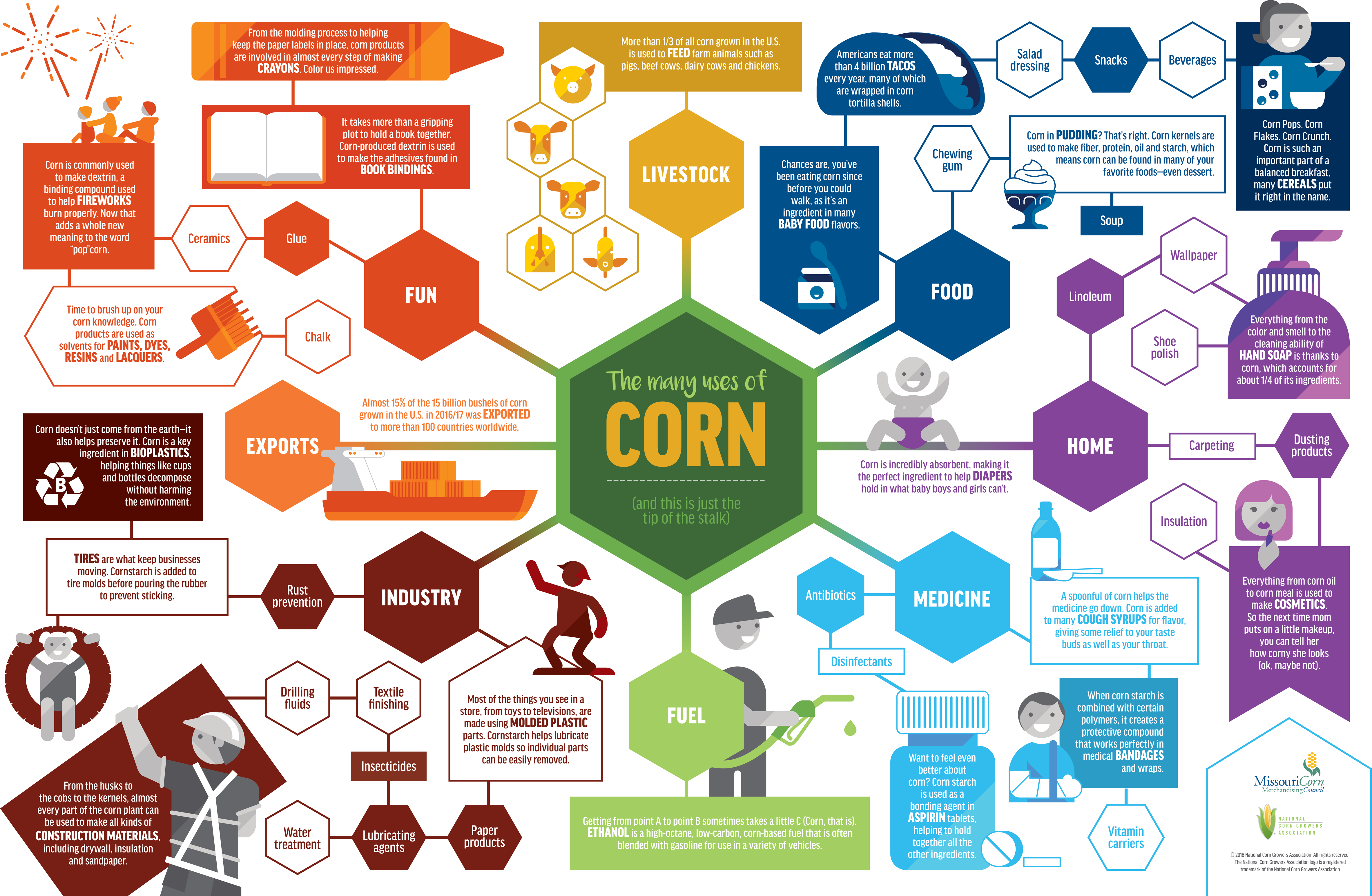 Many uses of GMO Corn