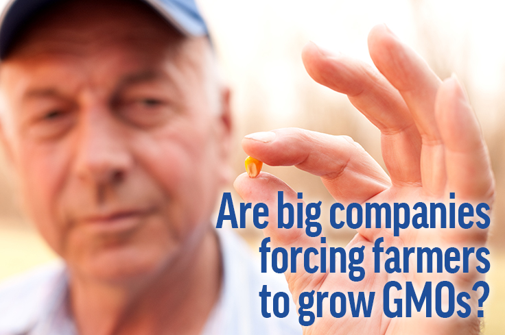 Do GMOs Increase Allergies?