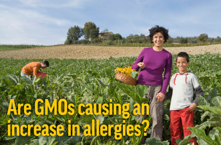 Do GMOs Increase Allergies?