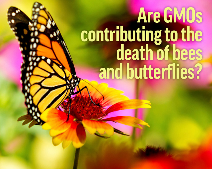 Are GMOs contributing to the death of bees and butterflies