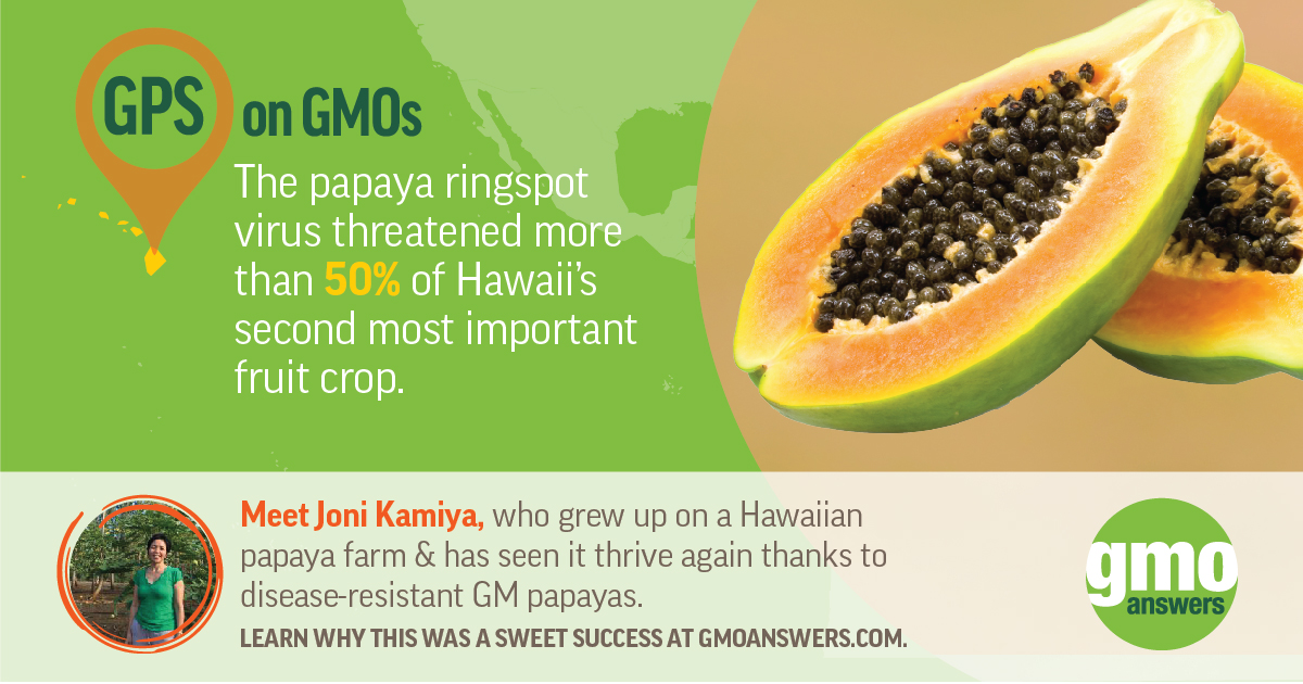 Fighting papaya ringspont with GMOs