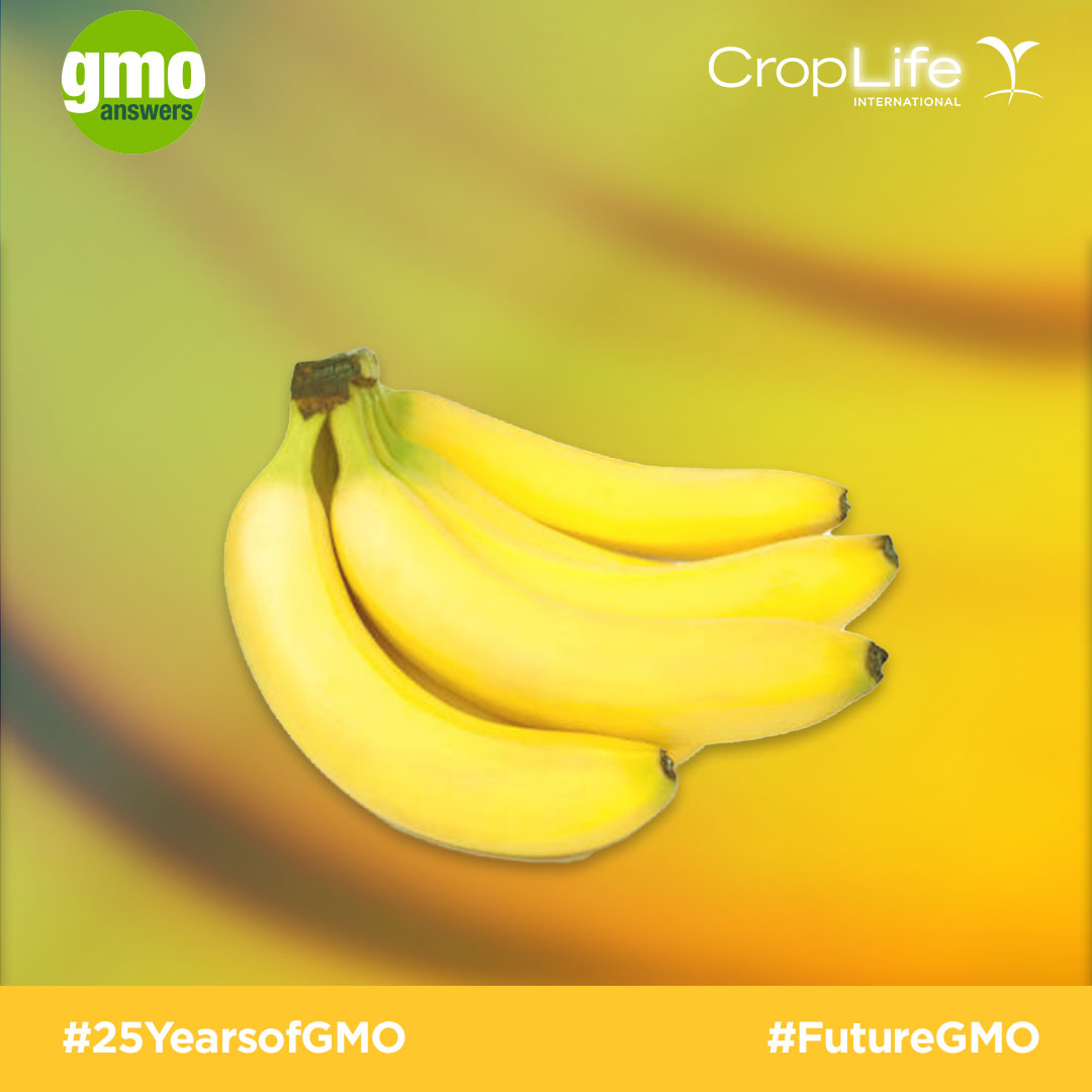 GMO banana