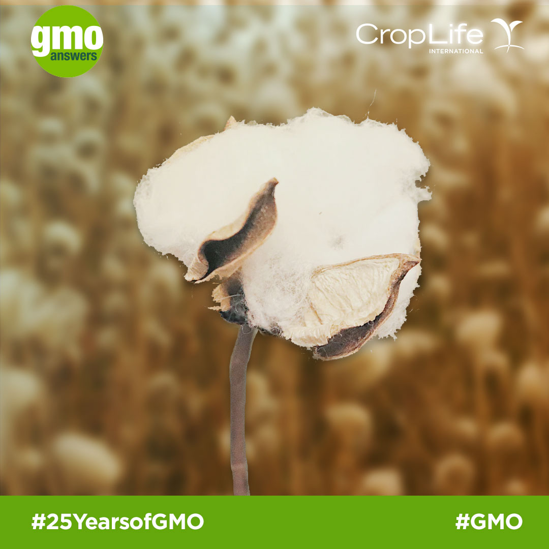GMO Cotton
