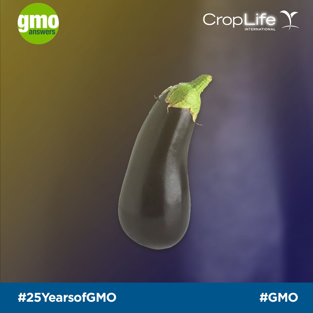 GMO eggplant