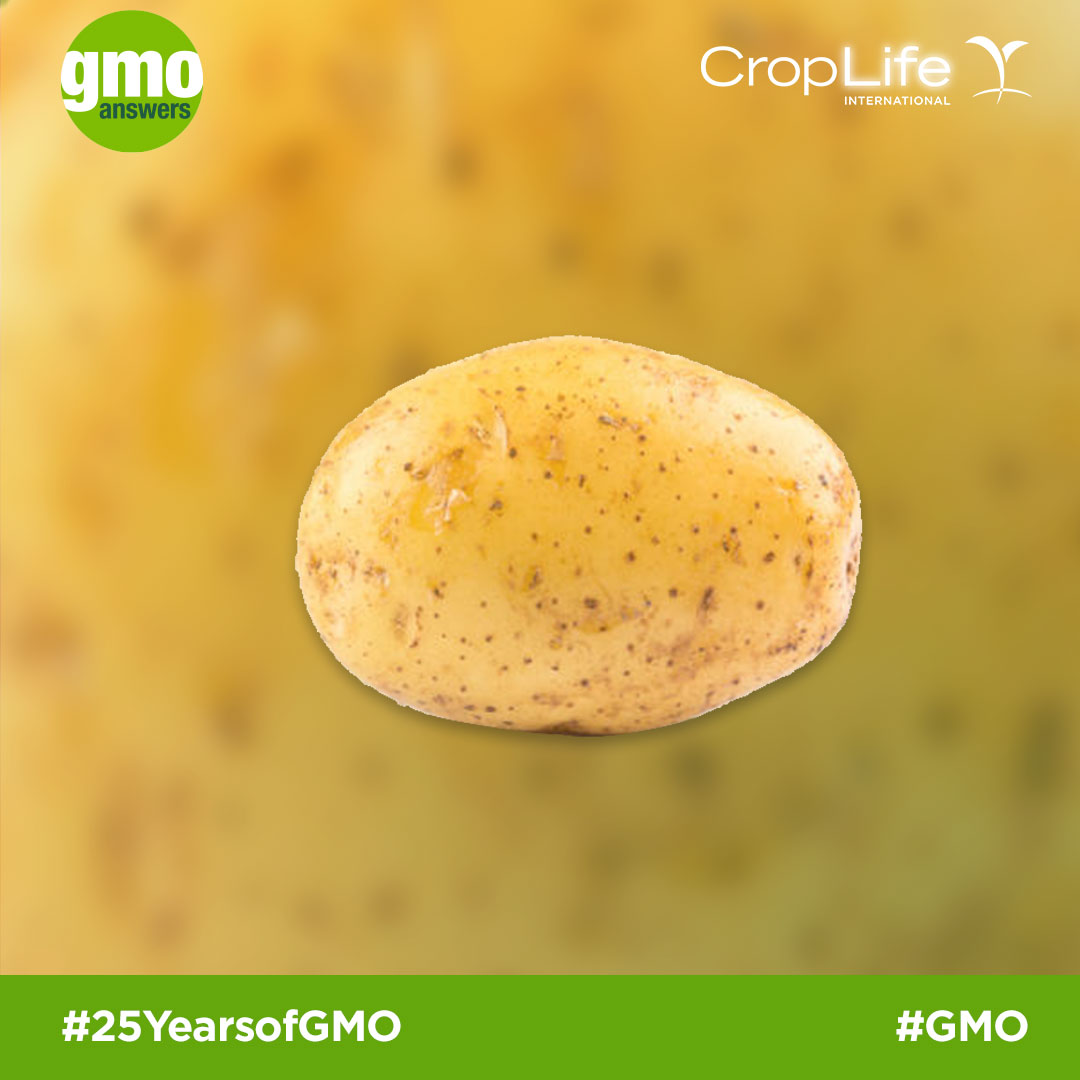 GMO potato