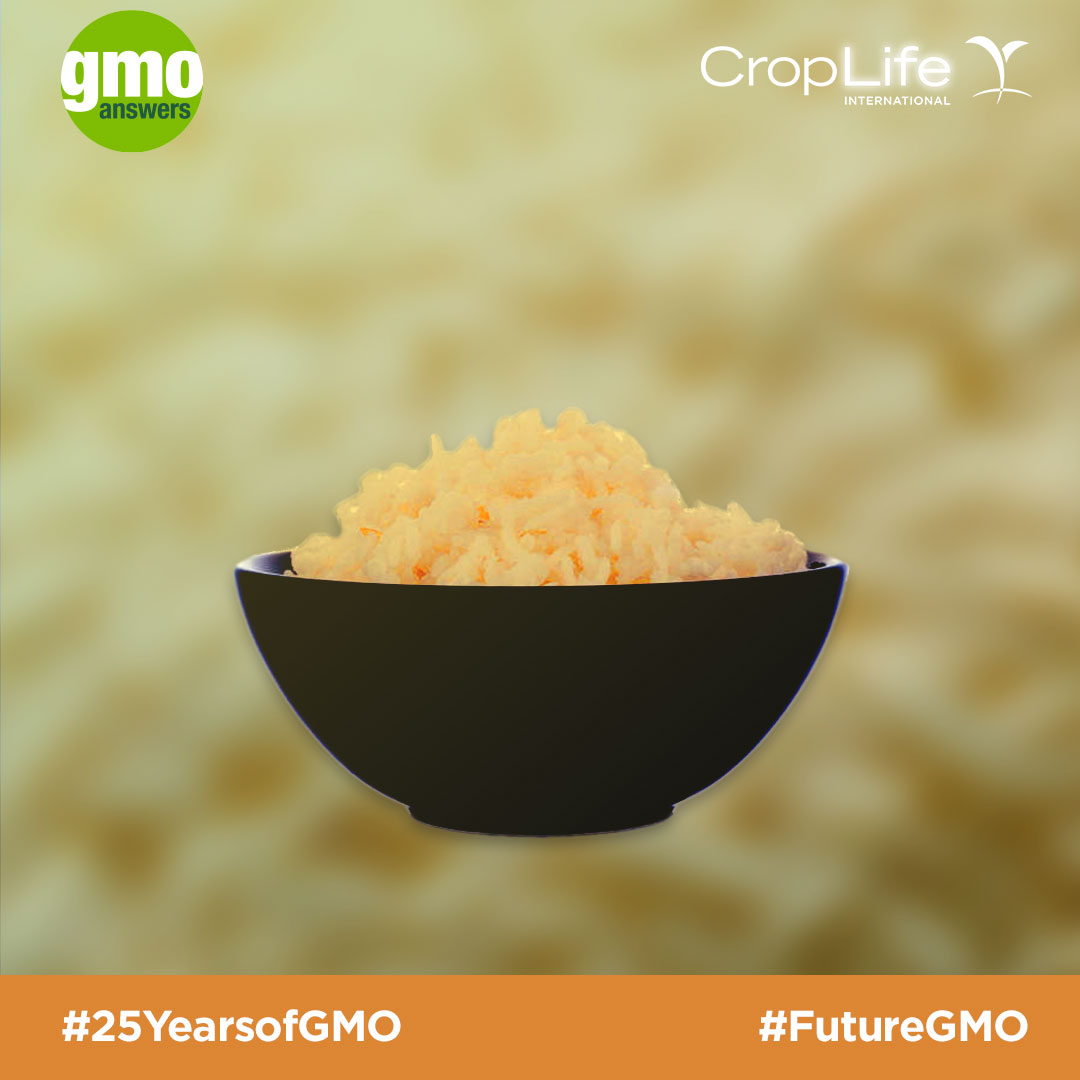 Genetically Modified Rice - Golden Rice