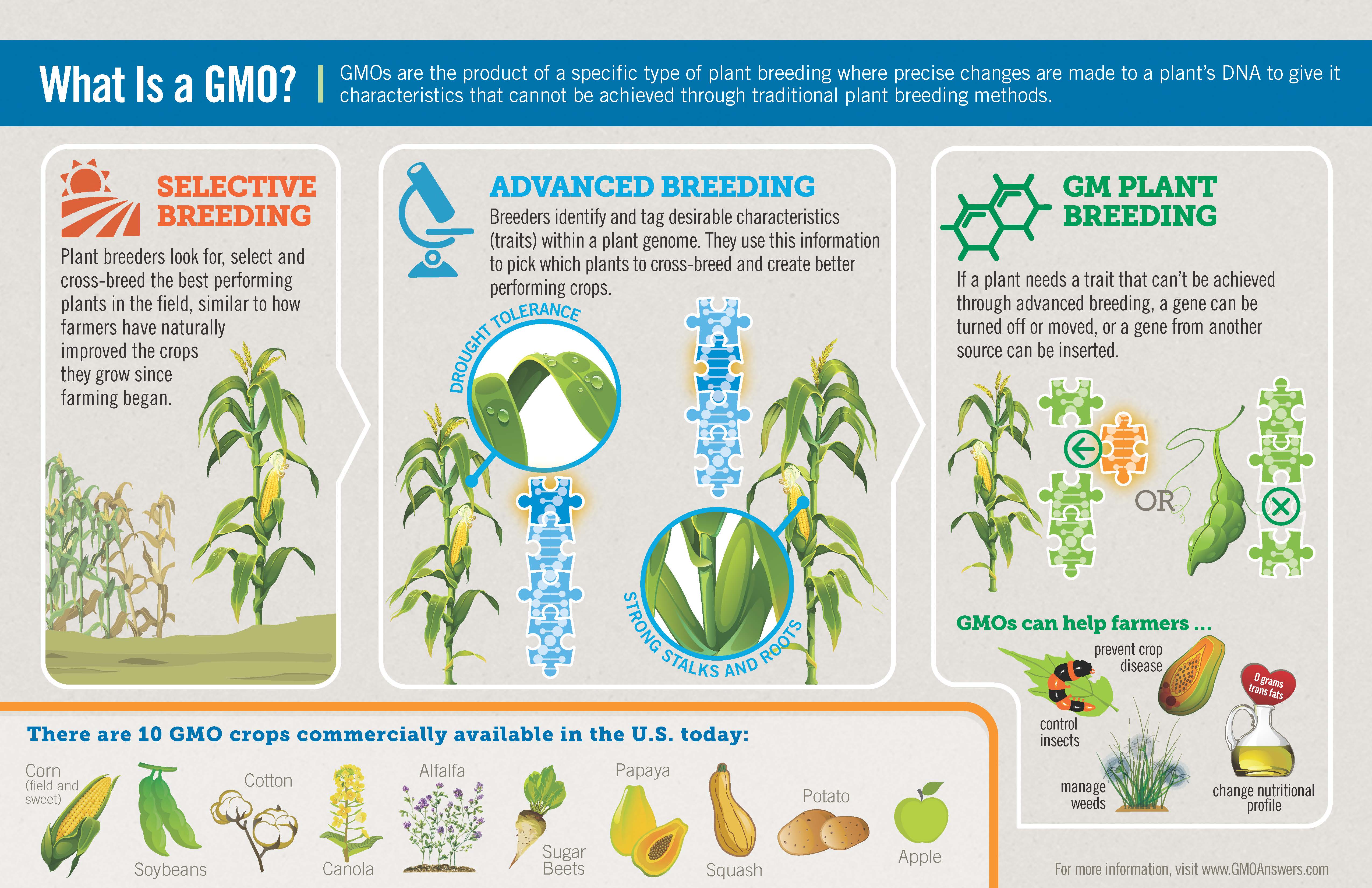 how-long-have-genetically-modified-foods-been-used-gmo-answers