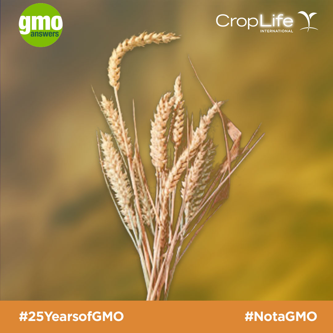 Wheat is not a GMO