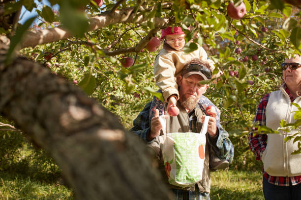 Picking apples on the family farm