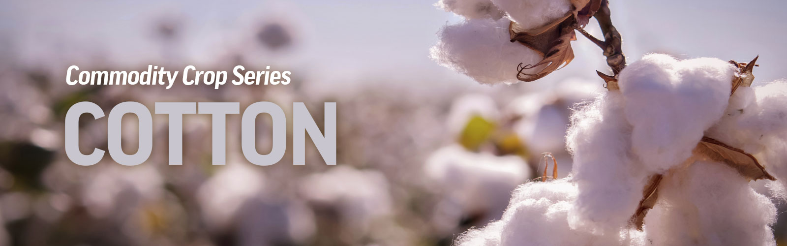 Commodity Crops Cotton GMO Answers