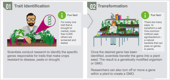 trait identification infographic
