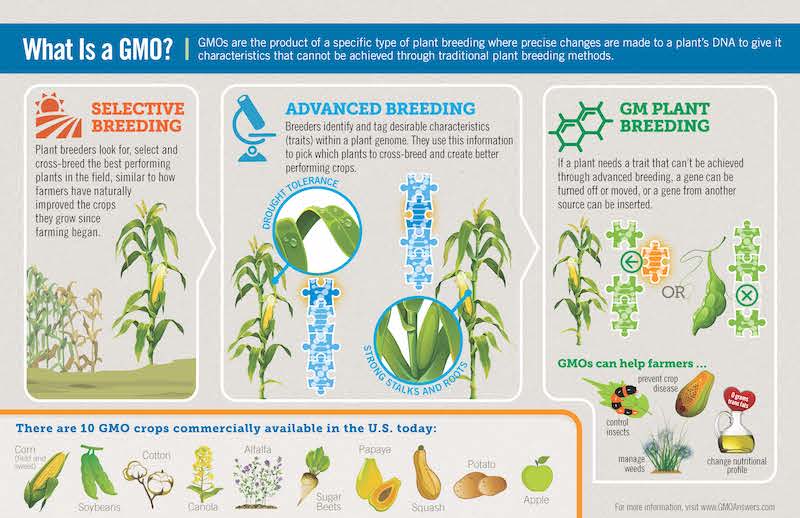 Pros And Cons Of Genetically Modified Foods Chart