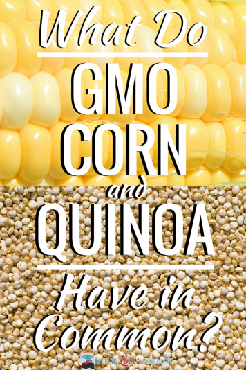 What do GMO corn and quinoa have in common?