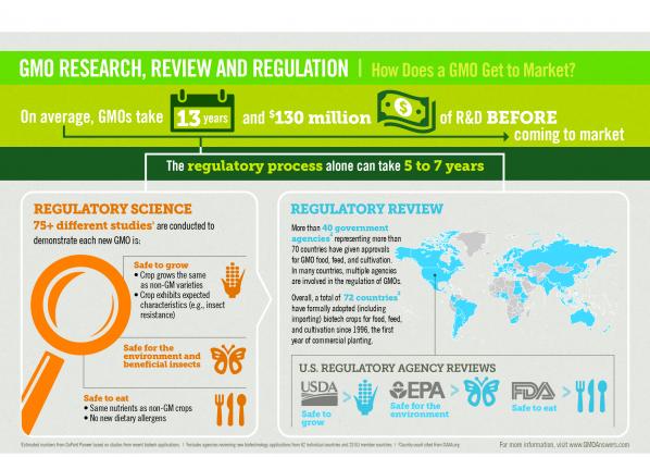 How Does a GMO Get to Market?