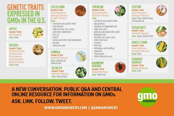 INFOGRAPHIC: What Is A GMO?