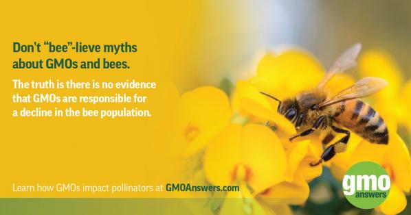 MYTH vs. FACT: GMOs’ Impact On Pollinators