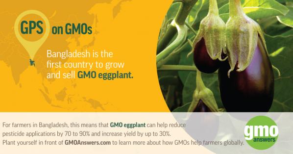 SOCIAL TILE: GPS on GMOs – GMO Eggplant