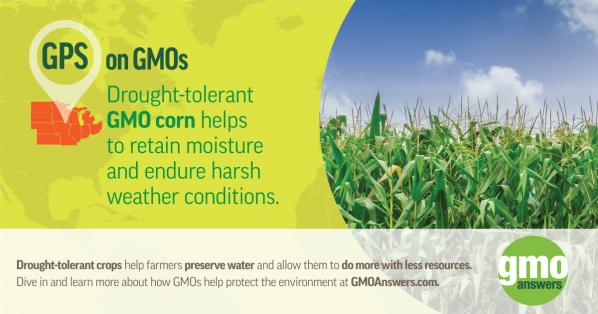 SOCIAL TILE: GPS on GMOs – GMO Corn