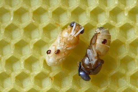 Varroa mites bees