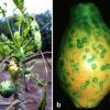 Papaya ringspot virus