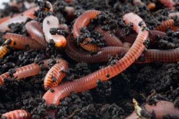 GMOs and earthworms